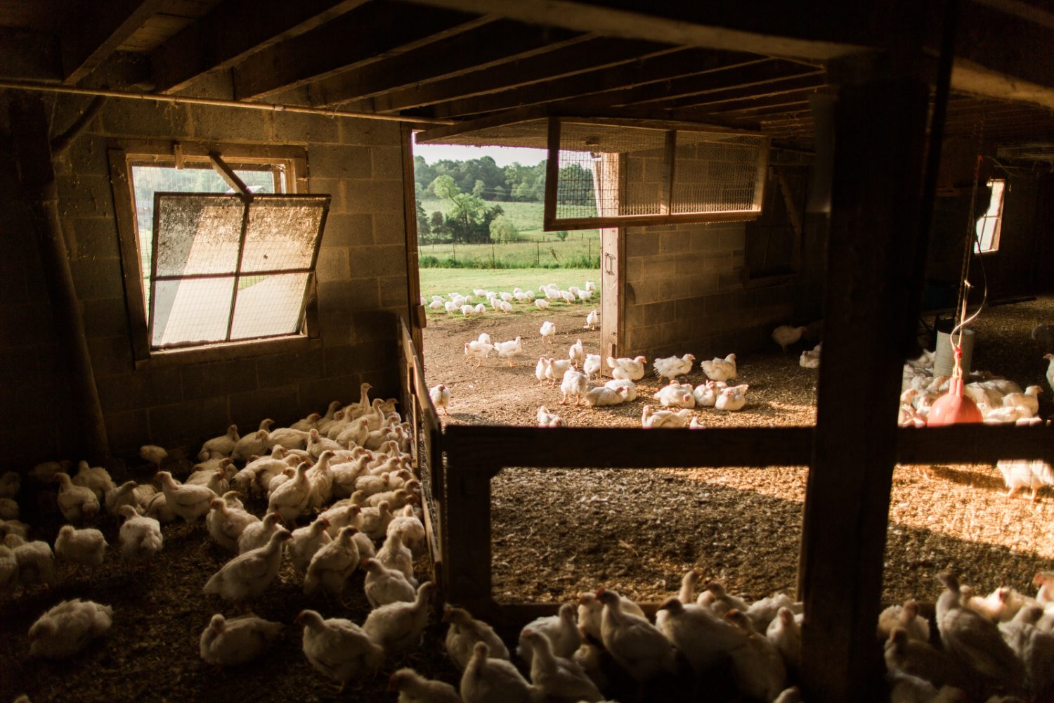inside of a chicken barn